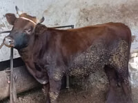 Toro, Ganado vacuno — foto 4