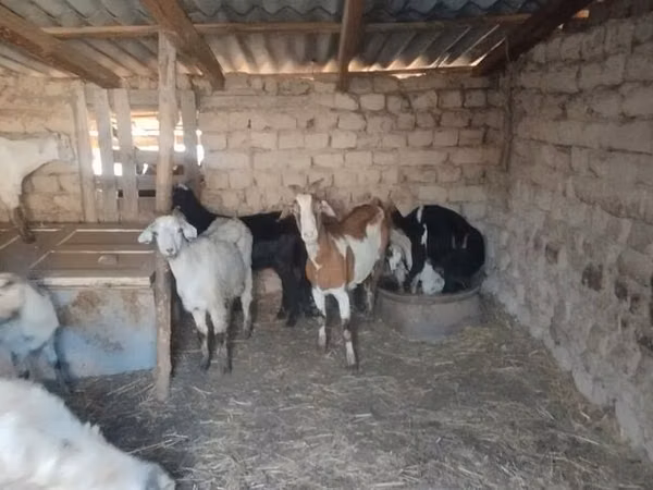 Dişi keçi, Saanen goat