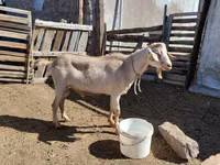 Țap, Saanen goat — foto 3