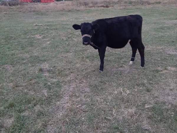 Vaca, Aberdeen-Angus