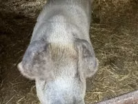 Säue, Schweine — Foto 1