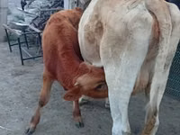 Vaca, Ganado vacuno — foto 2