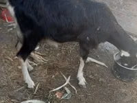 Capră, Alpine goat — foto 2