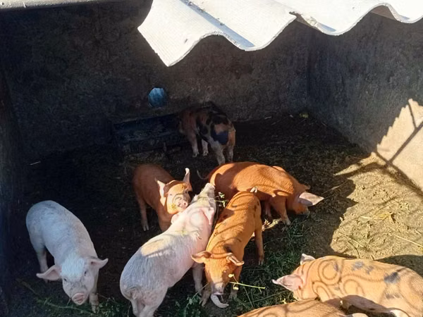 Vier, Porci — Republica Moldova