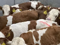Rinder (Partie, Geschlecht nicht angegeben), Simmental cattle — Foto 1
