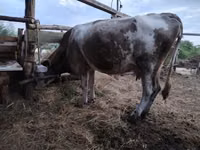 Cow, Brown Latvian — photo 1