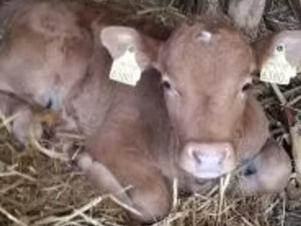 Bull, Limousin cow