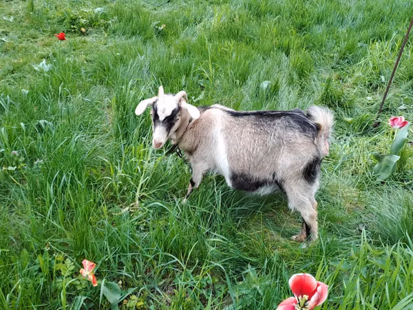 Cabra, Cabras — Moldávia