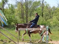 حصان, Pinto horses — الصورة 4