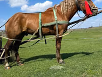 Horse (M), Horses — photo 5