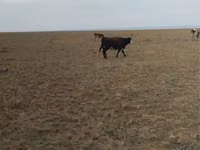 بقرة, الماشية — الصورة 4