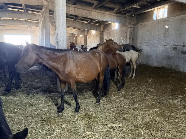 Stute, Kazakh horse