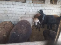 Bélier, Blackheaded Persian sheep — photo 7