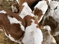 公牛, Simmental cattle — 照片 2