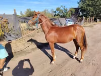 Cavalo, Cavalos — foto 4