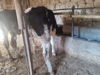 Vacă, Rasa Holstein — foto 6