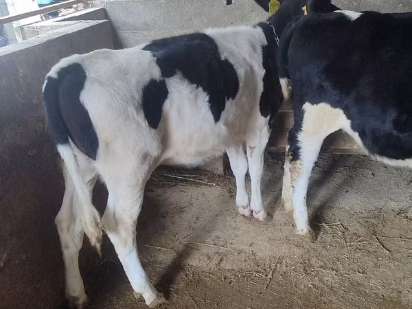 Vaca, Russian Black pied cattle