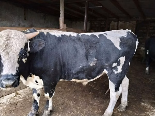 Bull, Russian Black pied cattle