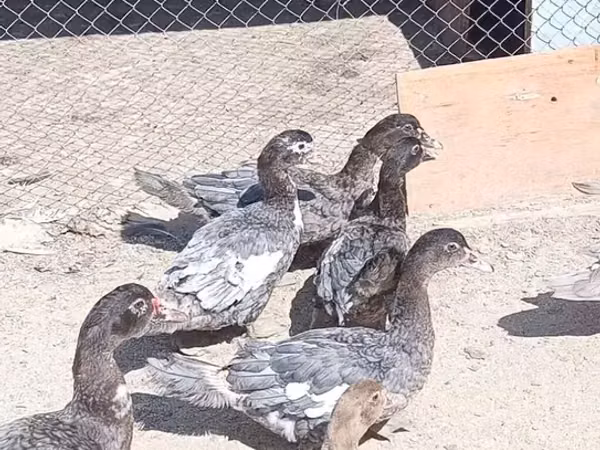 Ducks