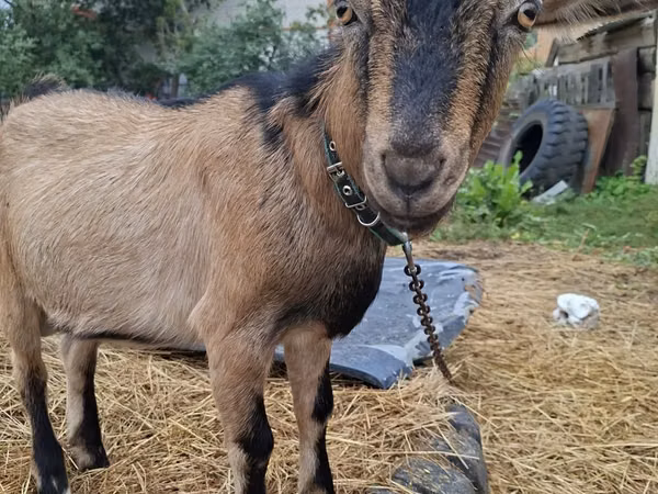 Capră, Alpine goat