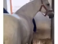 Iapă, Lipizzaner — foto 2