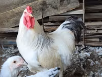 Brahma — foto 2