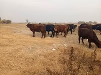 Bou, Swiss cattle — foto 4
