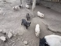 Verro — foto 1