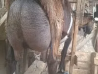 Țap, Alpine goat — foto 1