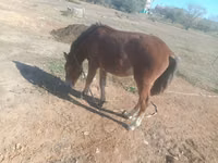 Cal, Kazakh horse — foto 2