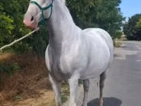 Toychoq, Lipizzaner — 6-rasm