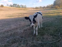 Vacă, Rasa Holstein — foto 4