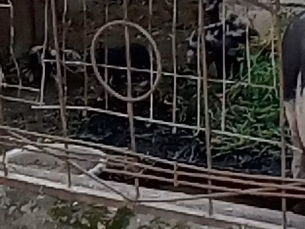 Säue, Schweine — Republik Moldau