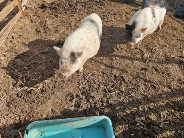 Scroafă, 