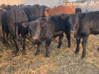 Buqa, Aberdin – Angus — 3-rasm