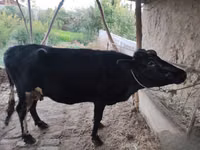 Vacă, Bovine — foto 6