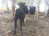 Kuh, Holstein-Rasse — Foto 6
