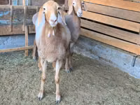 Oveja, Arashan sheep — foto 2