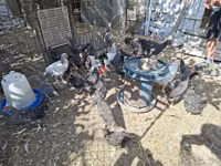 Chickens — Foto 3