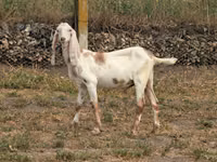 Ziegenbock, Nubian Goat — Foto 3