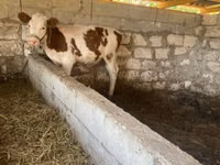 Vaca, Russian Black pied cattle — foto 3