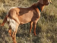 تيس, Alpine goat — الصورة 2