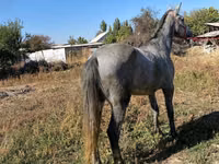 Horse (M), Horses — photo 2