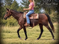 Madyan, Quarter Horse — foto 4