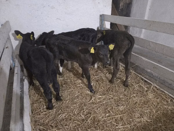 Kuh, Holstein-Rasse