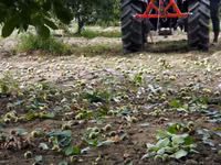 Scuturător de Nuci și Fructe — Foto 3