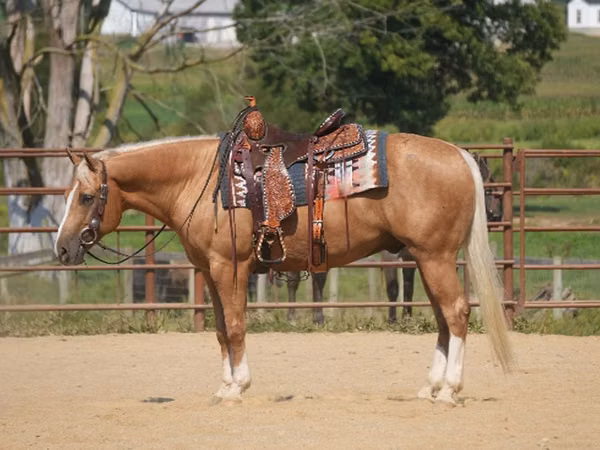 Cal, Quarter Horse
