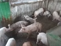 Scroafă, Porci — foto 1