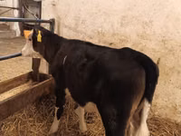 Sigir, Aberdin – Angus — 1-rasm