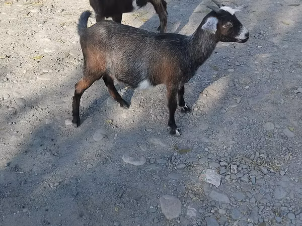 Ziegenbock, Ziegen